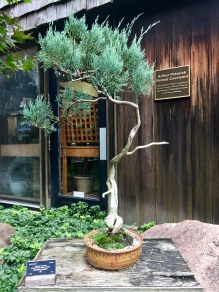 Another tree from bonsai collection