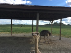 This ostrich was almost too friendly for Bonnie